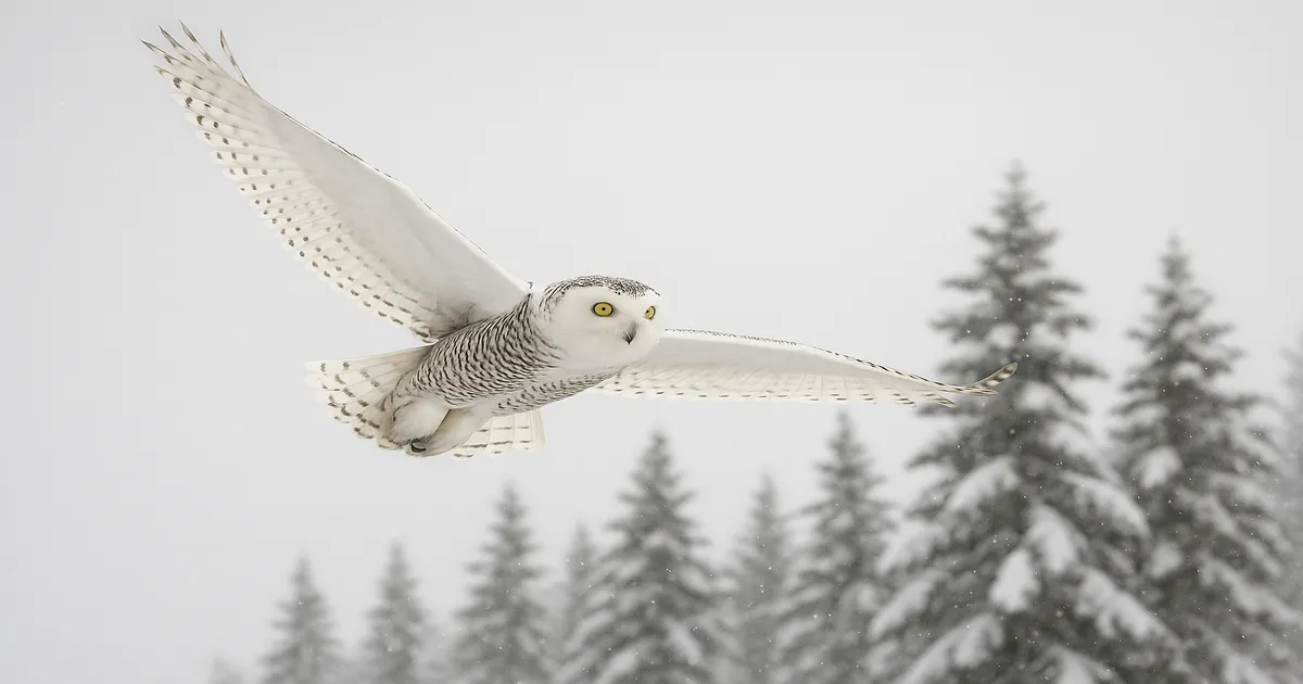 How Much Do Snowy Owl Wings Weigh? Size & Flight Facts